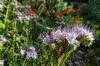 Biene auf lila Phacelia-Blüte