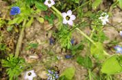 Biene auf blauer Blüte