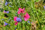 Wilde Blumen in Meißen