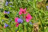 Wilde Blumen in Meißen