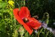 Biene fliegt zu roter Mohnblume