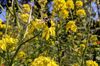 Blaue Holzbiene auf gelber Rapsblüte