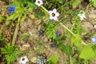 Biene auf blauer Blüte